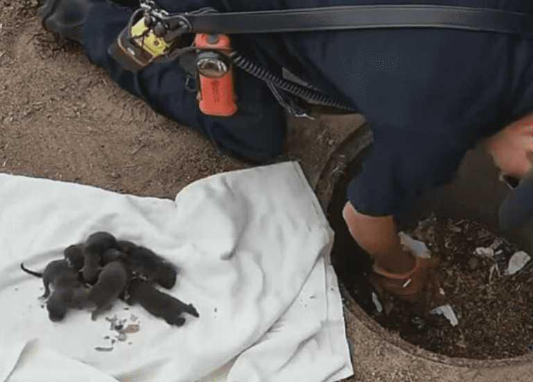 Firefighters rescued 8 puppies from the sewer, but it turned out that they were not puppies at all -