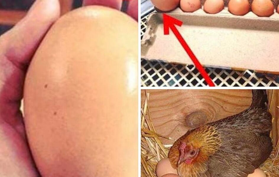 Farmer finds giant egg but what was inside was even more puzzling -